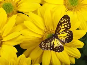 Sonhar com borboleta amarela Sonhar com borboleta amarela