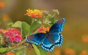 Sonhar com borboleta azul Sonhar com borboleta azul