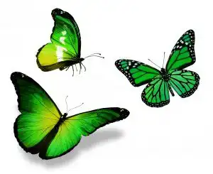 Sonhar com borboleta verde Sonhar com borboleta verde