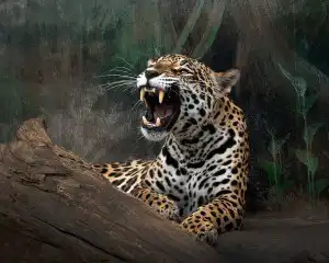 Sonhar com onça brava Sonhar com onça brava