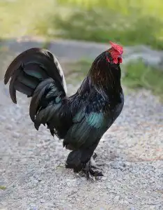 Sonhar com galo preto Sonhar com galo preto