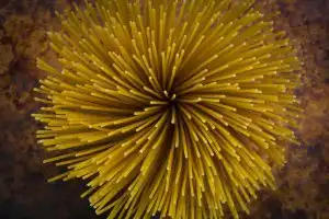 Sonhar com macarrão cru Sonhar com macarrão cru