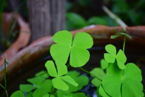 Sonhar que a sorte o acompanha