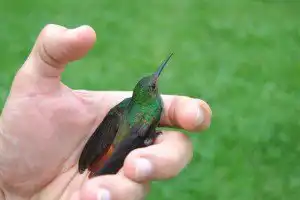Sonhar que segura um beija-flor Sonhar que segura um beija-flor