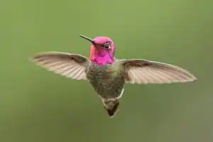 Sonhar com beija-flor voando Sonhar com beija-flor voando