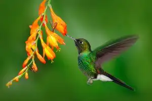 Sonhar que vê um beija-flor Sonhar que vê um beija-flor