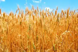 Sonhar com plantação de trigo Sonhar com plantação de trigo