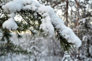 Sonhar com neve Sonhar com neve