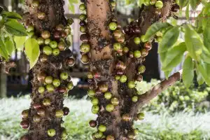 Sonhar com pé de jabuticaba Sonhar com pé de jabuticaba
