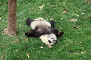 Sonhar com panda calmo Sonhar com panda calmo