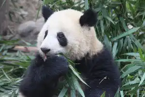 Sonhar com panda Sonhar com panda