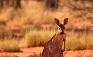Sonhar com canguru 2 Sonhar com canguru 2
