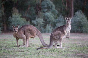 Sonhar com canguru 3 Sonhar com canguru 3