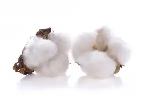 Sonhar com algodão 2 Sonhar com algodão 2