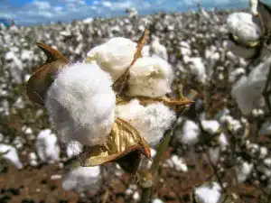 Sonhar com algodão 3 Sonhar com algodão 3