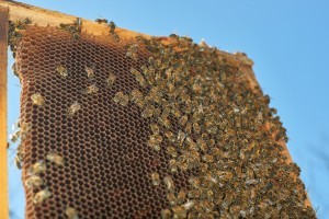 Sonhar com colmeia 3 Sonhar com colmeia 3