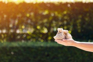 Sonhar com empréstimo Sonhar com empréstimo