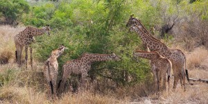 Sonhar com girafa Sonhar com girafa