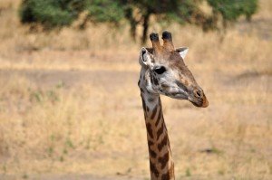 Sonhar com girafa 3 Sonhar com girafa 3