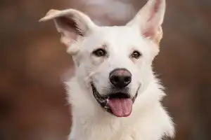 sonhar com cachorro branco sonhar com cachorro branco