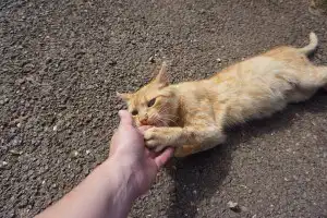 sonhar com gato mordendo sonhar com gato mordendo