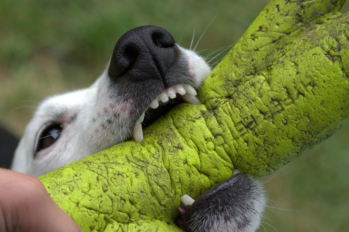 Sonhar com Cachorro mordendo o que significado sonhar com Cachorro mordendo