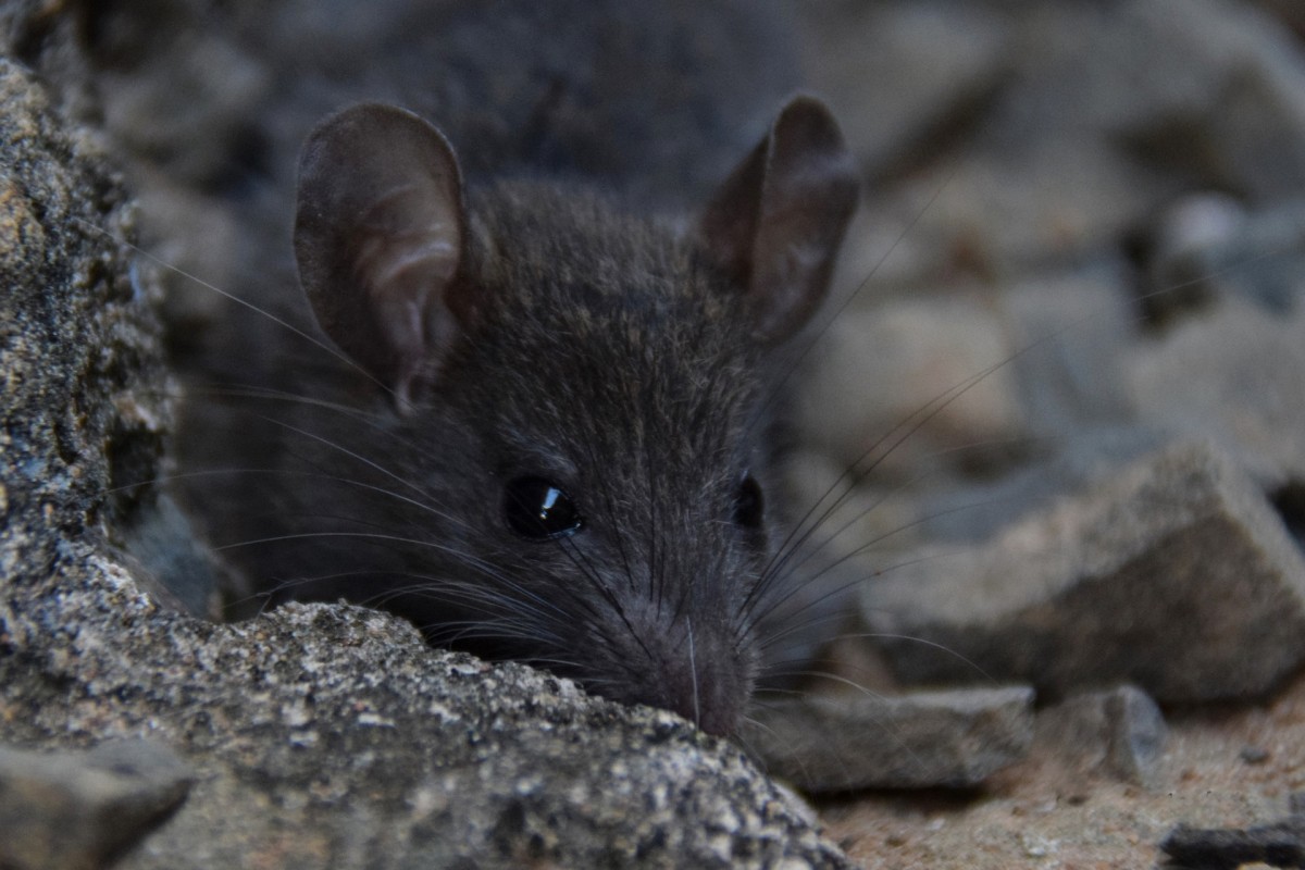 Sonhar com Camundongo o que significado sonhar com Camundongo