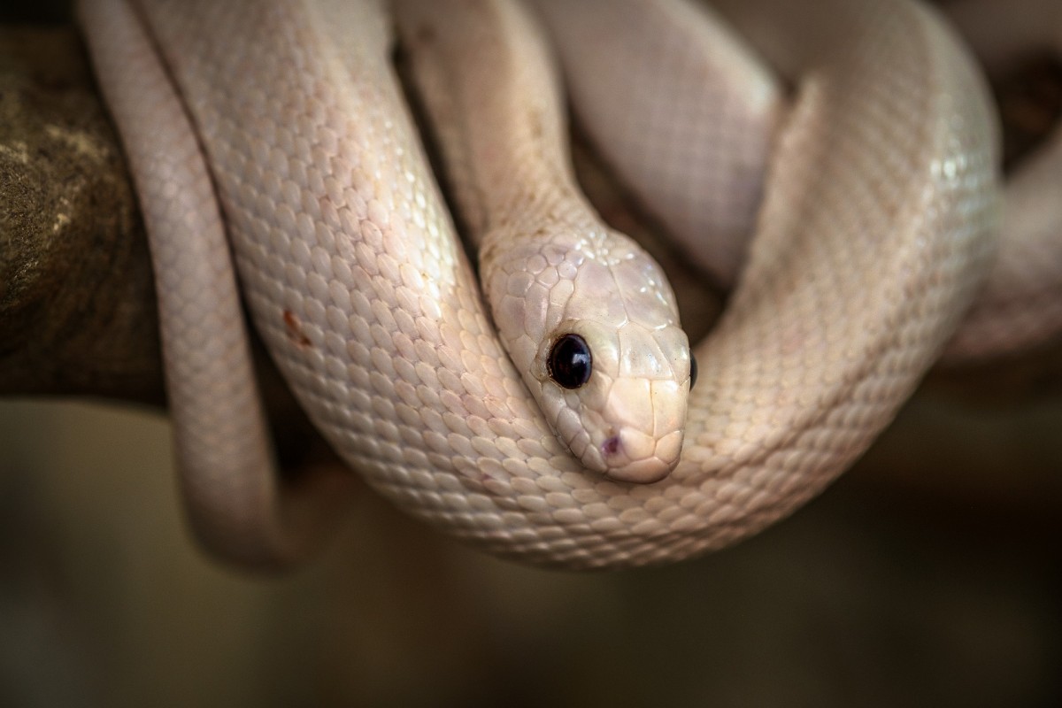 Sonhar com Cobra Branca o que significado sonhar com Cobra Branca