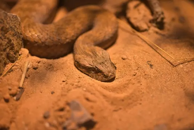 Sonhos Significado Sonhar Cobra Morta