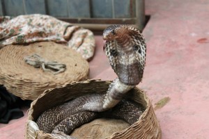 Sonhar com Cobra Naja o que significado sonhar com Cobra Naja