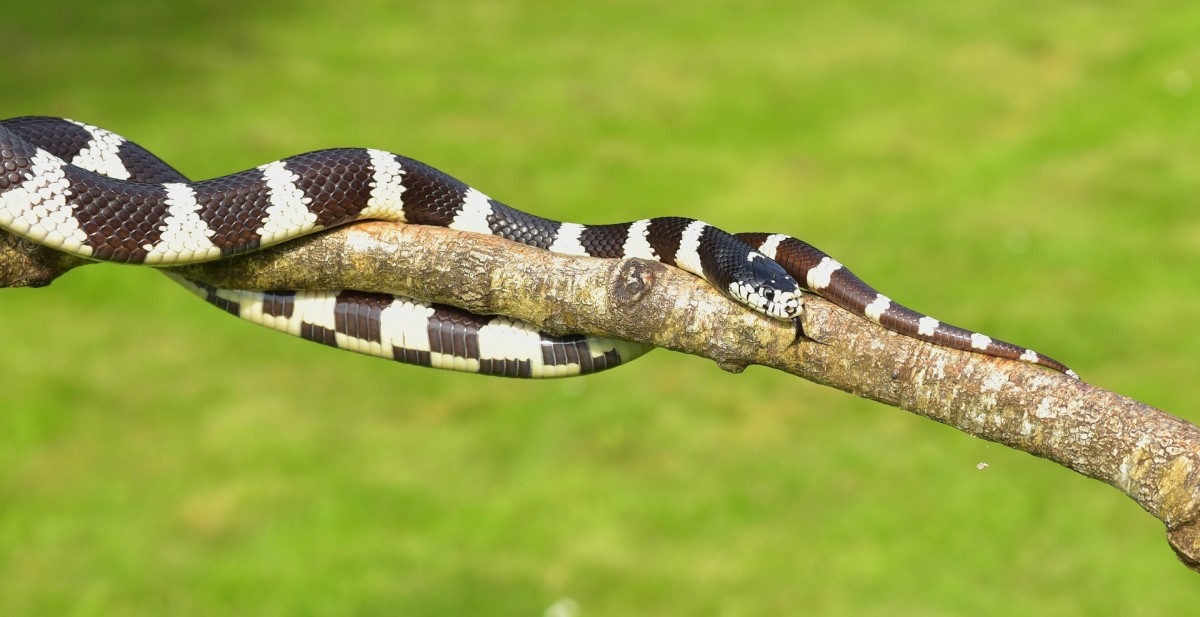 Sonhos Significado Sonhar Cobra Preta E Branca