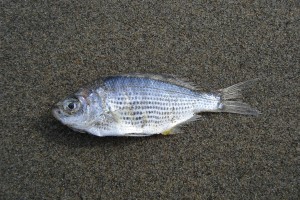 Sonhar com Peixe morto o que significado sonhar com Peixe morto