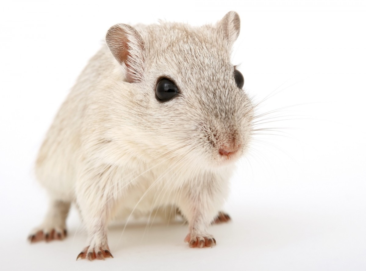 Sonhar com Rato branco o que significado sonhar com Rato branco