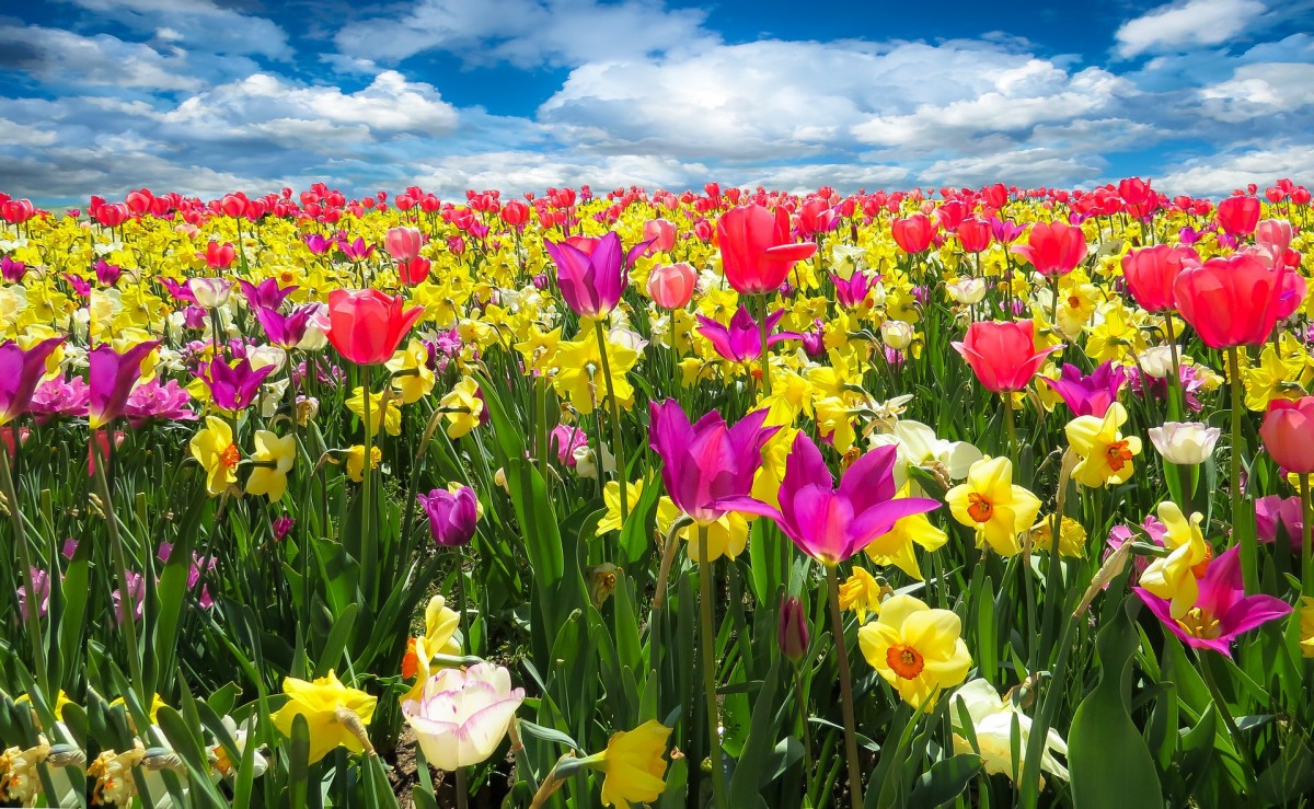 Sonhar com Primavera o que significado sonhar com Primavera