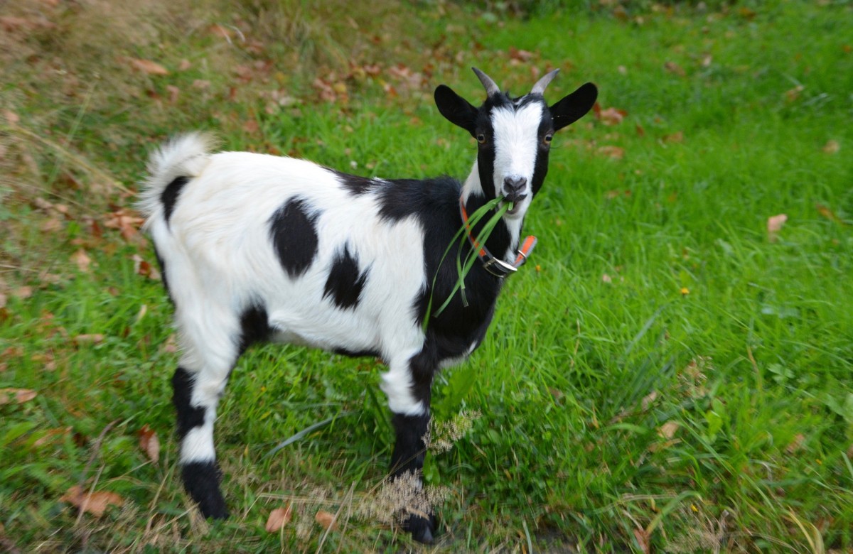 Sonhar com Cabrito o que significado sonhar com Cabrito