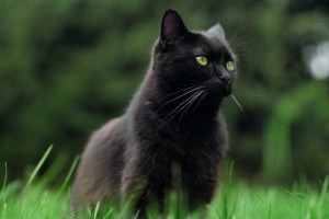 Sonhar com Gato Preto o que significado sonhar com Gato Preto