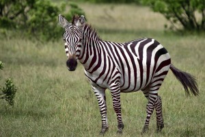 Sonhar com Zebra o que significado sonhar com Zebra