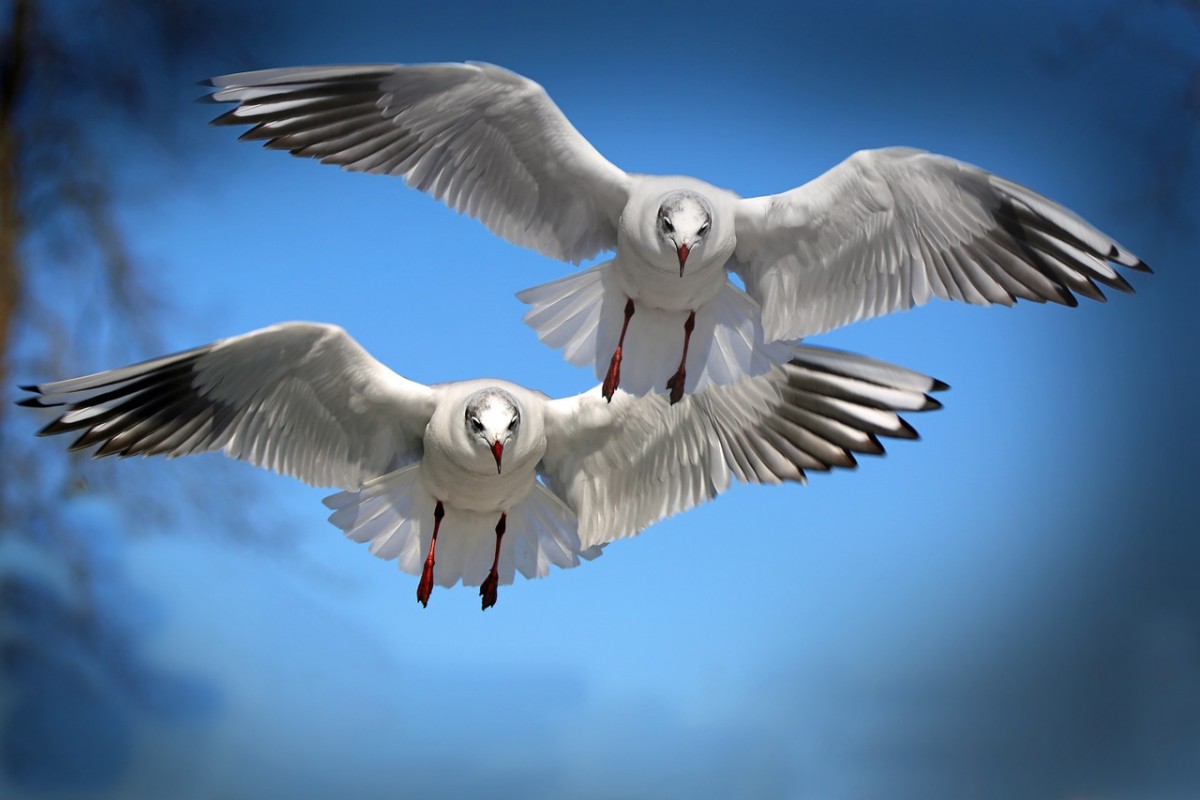 Sonhar com Aves o que significado sonhar com Aves