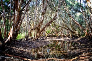 Sonhar com Brejo o que significado sonhar com Brejo