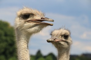 Sonhar com Ema o que significado sonhar com Ema