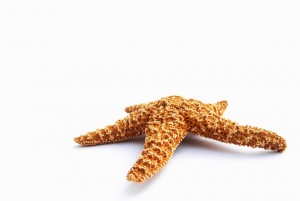 Sonhar com Estrela-do-mar o que significado sonhar com Estrela-do-mar