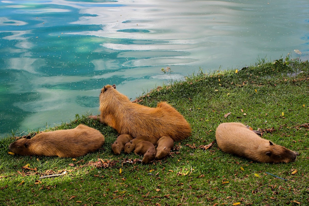 sonhar com família de capivara  Sonhar com capivara - família de capivara no campo