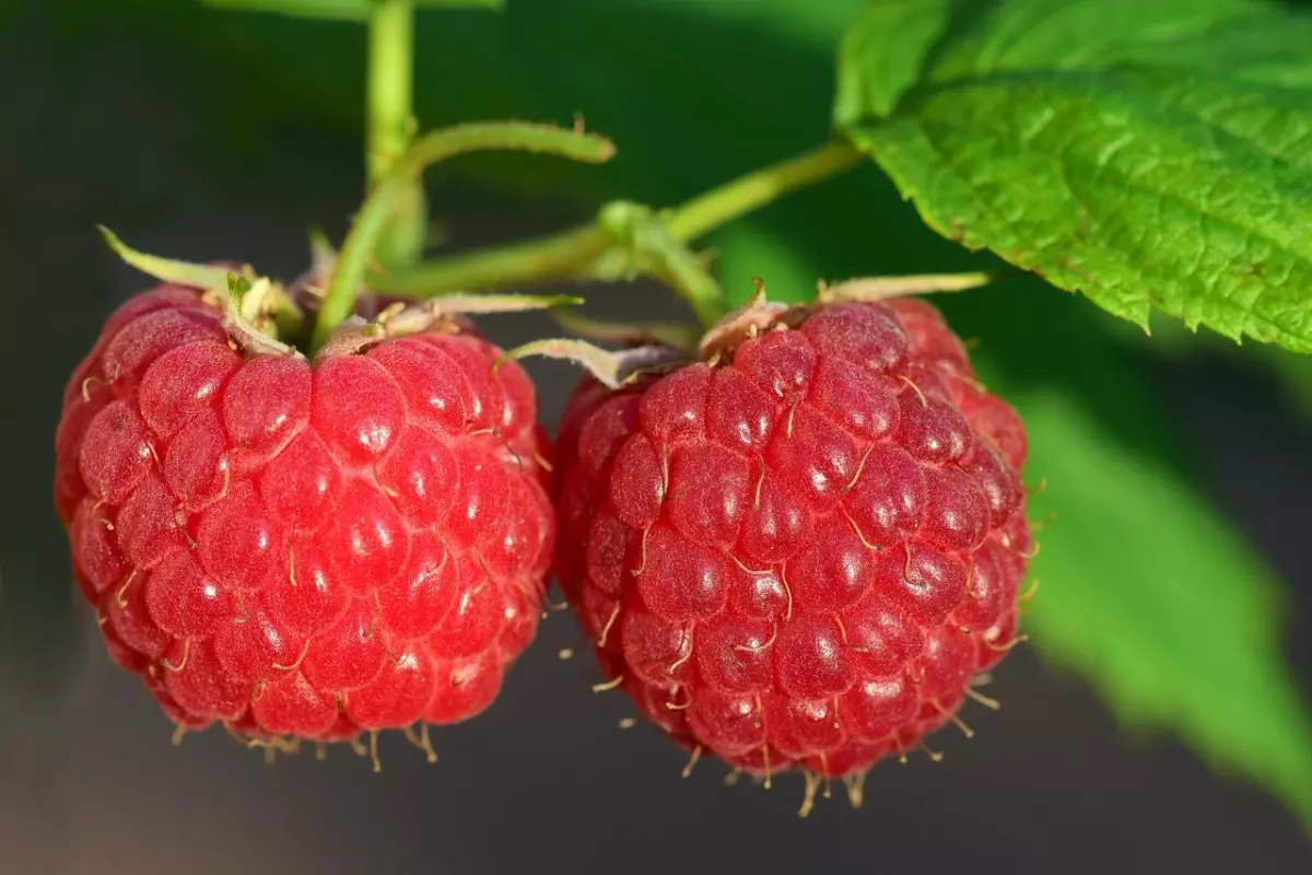 sonhar com amora vermelha  Sonhar com amora - amoras vermelhas