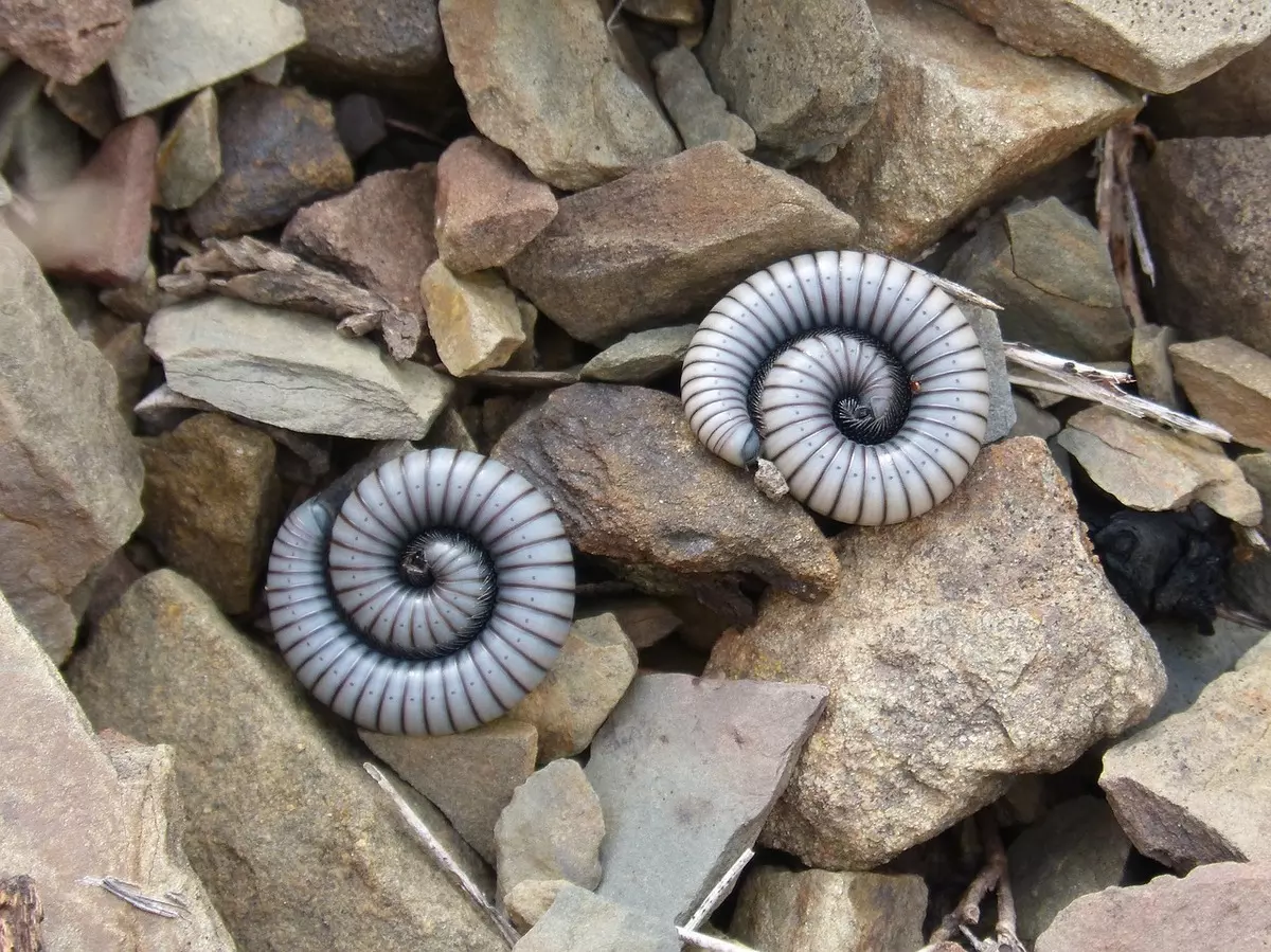 Sonhar com centopeia branca Sonhar com centopeia branca: imagem de duas centopeias brancas
