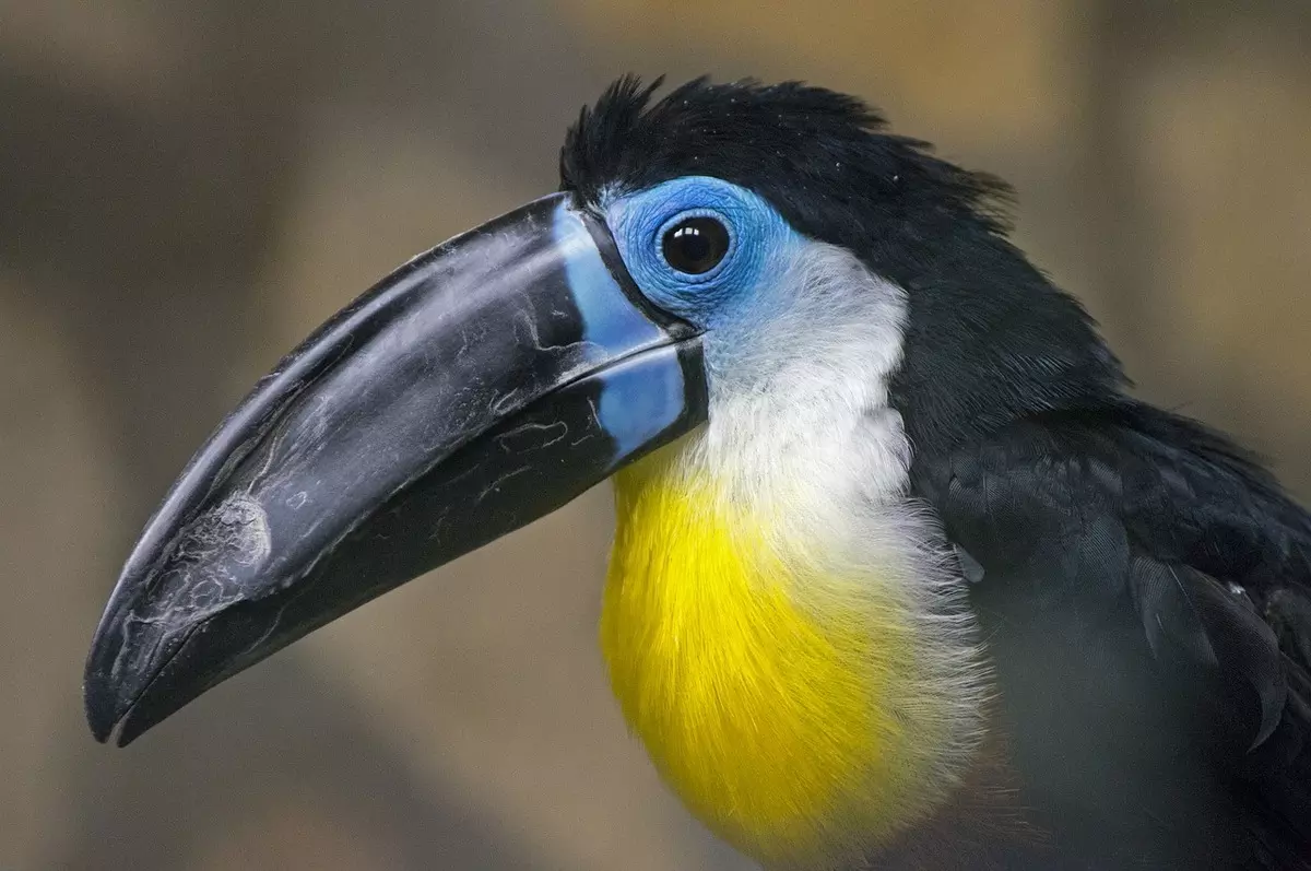 Sonhar com tucano pequeno: imagem de um tucano pequeno