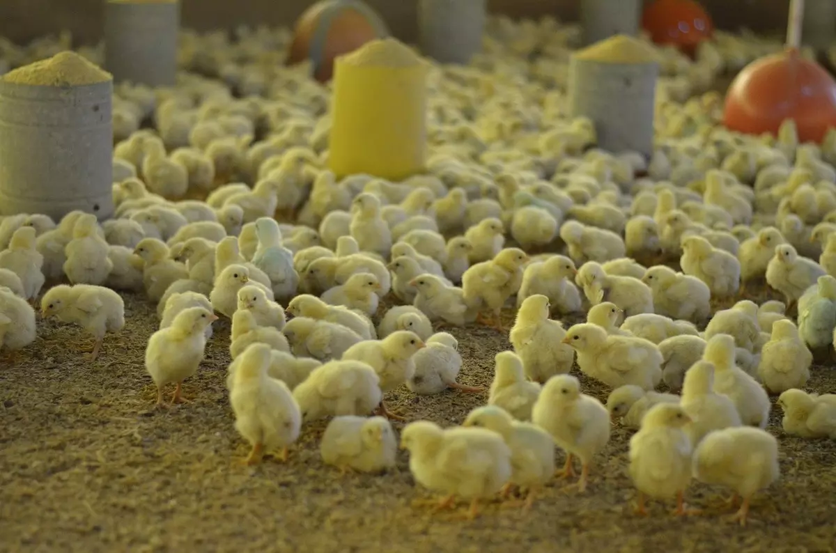 Sonhar com muitos pintinhos Sonhar com muitos pintinhos: imagem de muitos pintinhos