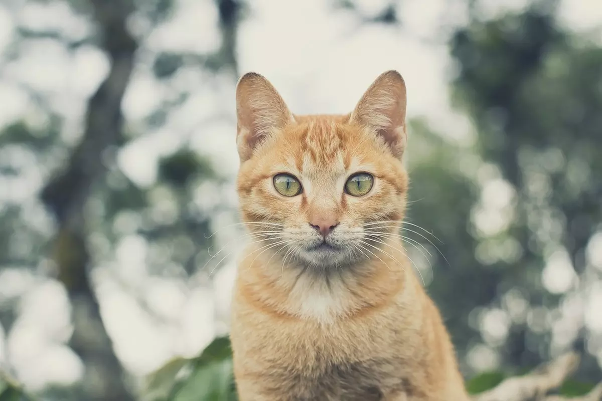 Sonhar que vê um gato amarelo Sonhar que vê um gato amarelo: imagem de um gato amarelo