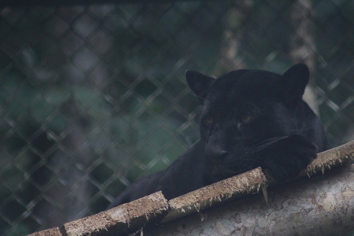 Sonhar com pantera negra mansa Sonhar com pantera negra mansa: imagem de uma pantera negra