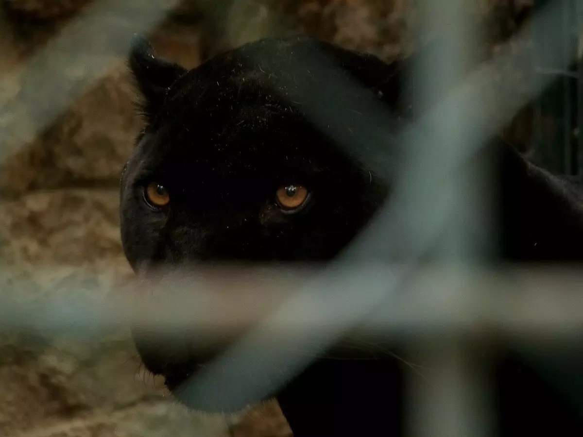 Sonhar que está sendo observado por uma pantera negra Sonhar que está sendo observado por uma pantera negra: imagem de uma pantera negra