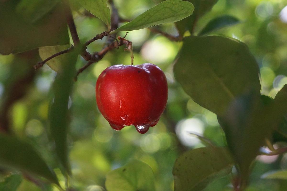 sonhar com acerola doce